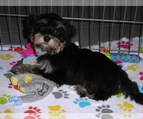 Medium Photo #9 Havashire Puppy For Sale in ORO VALLEY, AZ, USA