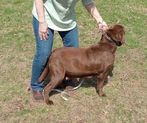 Medium Photo #1 Labrador Retriever Puppy For Sale in ORANGE, MA, USA