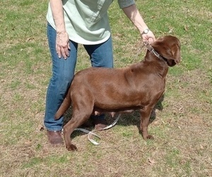 Mother of the Labrador Retriever puppies born on 04/08/2025