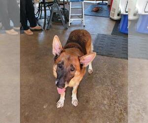 German Shepherd Dog Dogs for adoption in Rootstown, OH, USA