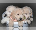 Small #56 Goldendoodle