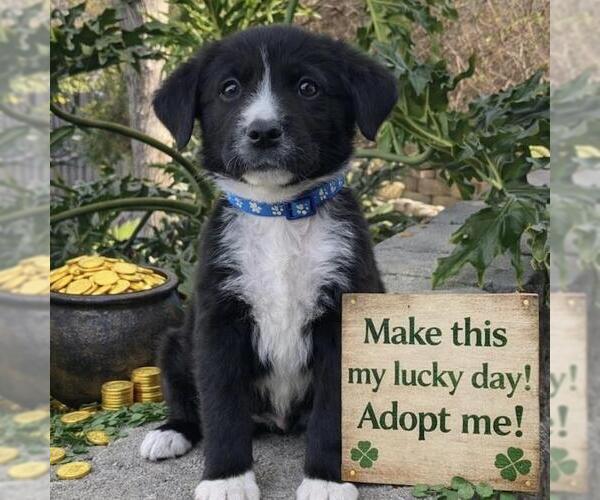 Medium Photo #5 Labrador Retriever-Unknown Mix Puppy For Sale in San Diego, CA, USA