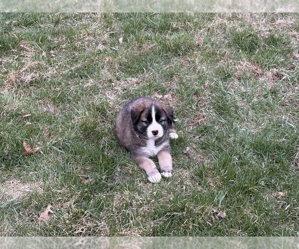 Medium Photo #13 Alaskan Husky-Saint Bernard Mix Puppy For Sale in OLIVET, MI, USA