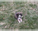 Small #12 Alaskan Husky-Saint Bernard Mix
