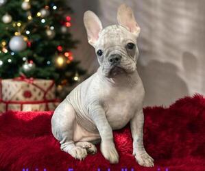 French Bulldog Puppy for sale in LAKE MARY, FL, USA