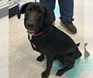 Labrador Retriever-Unknown Mix Dogs for adoption in Palatine/Kildeer/Buffalo grove, IL, USA