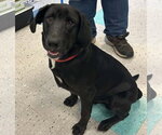Gauntu - Male Labrador Retriever-Unknown Mix Dog for Adoption - Small photo