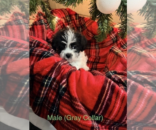 Medium Photo #4 Shih-Poo Puppy For Sale in HAWESVILLE, KY, USA