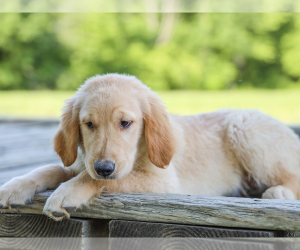 Medium Photo #1 Golden Retriever Puppy For Sale in LIBERTY, KY, USA