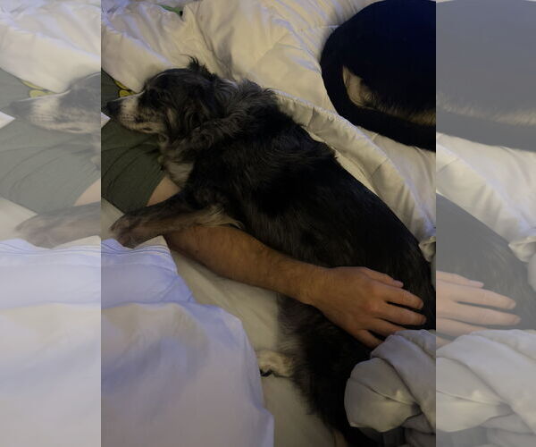 Medium Photo #7 Australian Shepherd-Unknown Mix Puppy For Sale in Princeton, MN, USA