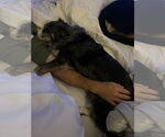 Small #6 Australian Shepherd Mix