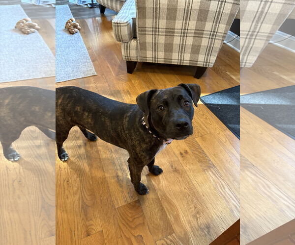 Medium Photo #4 Bulldog-Labrador Retriever Mix Puppy For Sale in Tarrytown, GA, USA