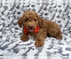 Cock-A-Poo Puppy for sale in LAKELAND, FL, USA