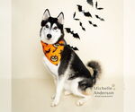 Small #2 Siberian Husky