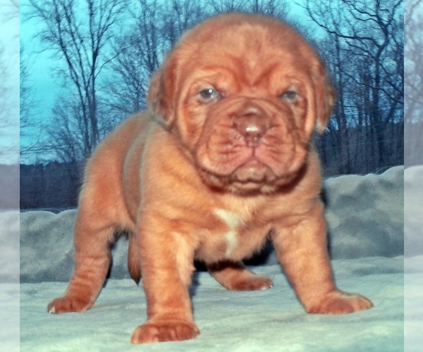 Medium Photo #4 Dogue de Bordeaux Puppy For Sale in ANDOVER, CT, USA