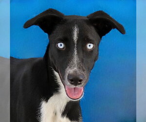 Border Collie Dogs for adoption in Pasadena, CA, USA