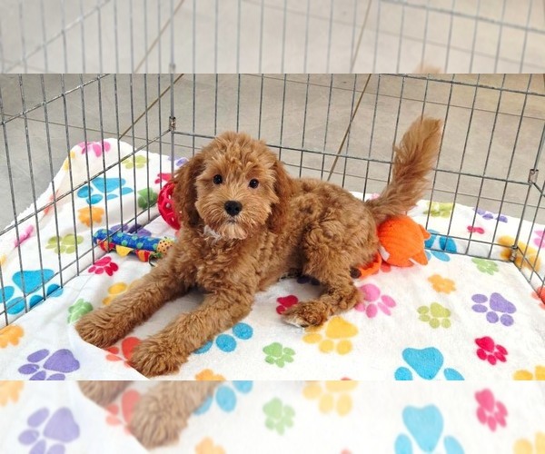 Medium Photo #10 Cavapoo mix (+ Poodle Miniature) Puppy For Sale in ORO VALLEY, AZ, USA