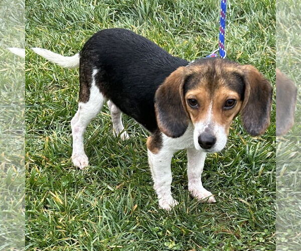 Medium Photo #1 Beagle Puppy For Sale in Batavia, OH, USA