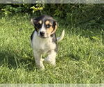 Small #1 Beagle Mix
