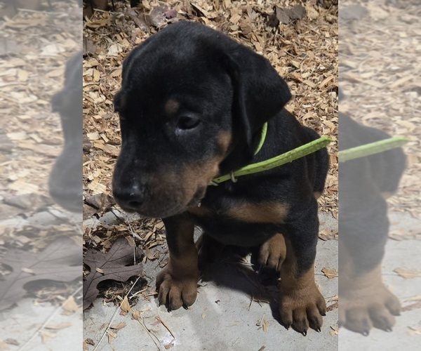 Medium Photo #27 Doberman Pinscher Puppy For Sale in BEGGS, OK, USA
