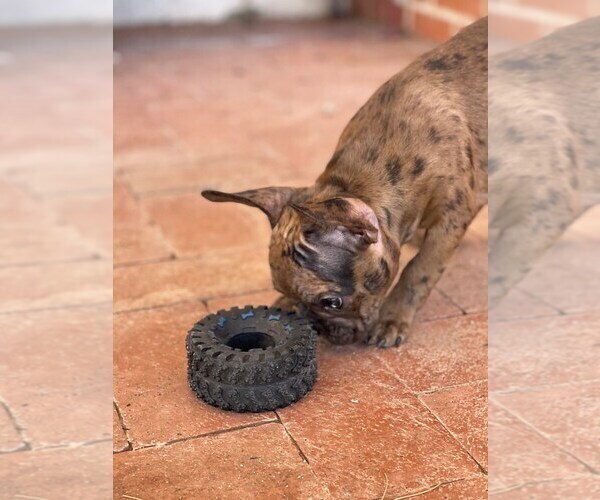 Medium Photo #6 French Bulldog Puppy For Sale in TUCSON, AZ, USA