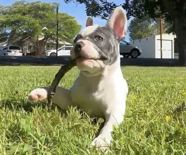 Medium Photo #10 French Bulldog Puppy For Sale in MEDFORD, OR, USA