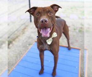 Labrador Retriever-Unknown Mix Dogs for adoption in San Antonio, TX, USA