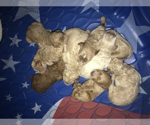 Goldendoodle Puppy for sale in HOUSTON, MO, USA