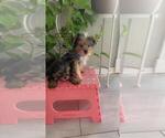 Small Photo #4 Yorkshire Terrier Puppy For Sale in RIVERSIDE, CA, USA