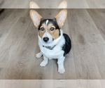 Small Photo #1 Pembroke Welsh Corgi Puppy For Sale in INDEPENDENCE, MO, USA