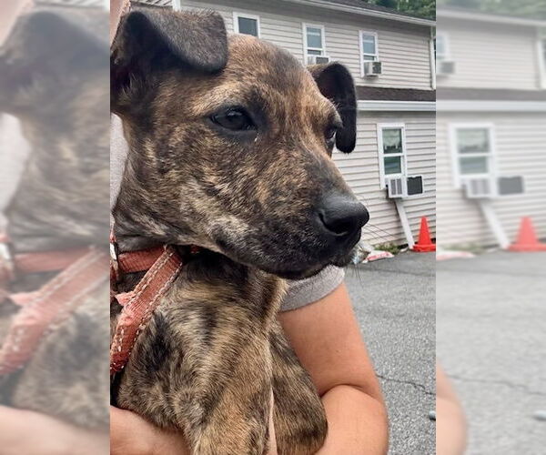 Medium Photo #19 Mutt Puppy For Sale in Brewster, NY, USA