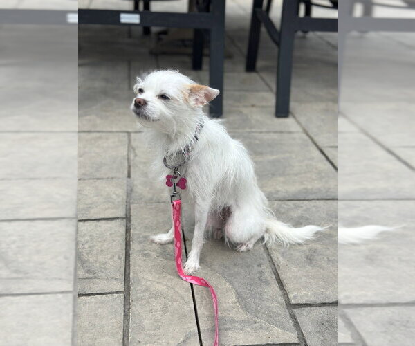 Medium Photo #14 Mutt Puppy For Sale in Mundelein, IL, USA