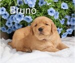 Small #2 Golden Retriever