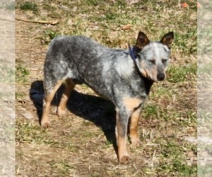 Father of the Australian Cattle Dog puppies born on 01/26/2023