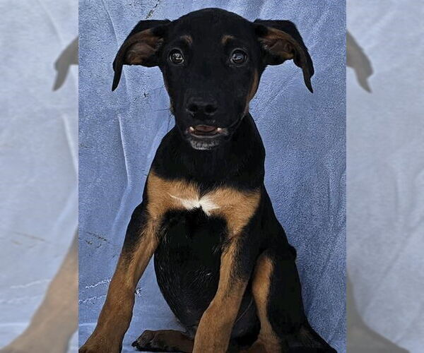 Medium Photo #1 Doberman Pinscher-Unknown Mix Puppy For Sale in Salt Lake City, UT, USA