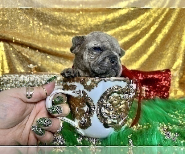 Medium Photo #106 French Bulldog Puppy For Sale in HAYWARD, CA, USA