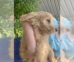 Small Photo #1 Goldendoodle Puppy For Sale in DISPUTANTA, VA, USA
