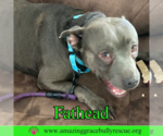 Small #14 American Pit Bull Terrier Mix