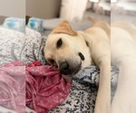 Small #1 Labrador Retriever