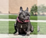 Small Photo #1 French Bulldog Puppy For Sale in COMPTON, CA, USA