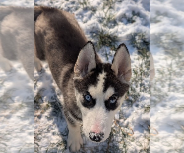 Medium Photo #18 Siberian Husky-Unknown Mix Puppy For Sale in Holly Springs, NC, USA