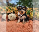 Image preview for Ad Listing. Nickname: Milo