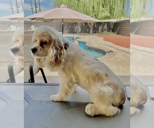 Cocker Spaniel Puppy for sale in LEMOORE, CA, USA