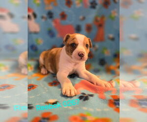 American Staffordshire Terrier-Catahoula Leopard Dog Mix Dogs for adoption in Foristell, MO, USA