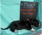 Image preview for Ad Listing. Nickname: Red