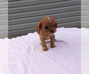 Cavalier King Charles Spaniel Puppy for sale in DUNNVILLE, KY, USA