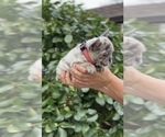 Small #2 French Bulldog