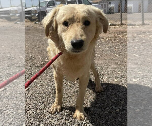 Medium Photo #1 Colonial Cocker Spaniel-Golden Retriever Mix Puppy For Sale in El Centro, CA, USA