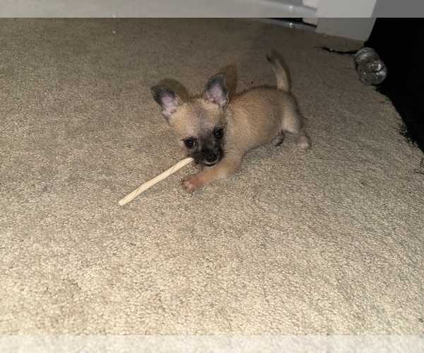 Medium Photo #3 Mal-Shi-YorkiePoo Mix Puppy For Sale in ATLANTA, GA, USA