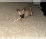 Small #2 Mal-Shi-YorkiePoo Mix